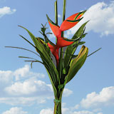 Arrangement Red Heliconia 8 Bouquets
